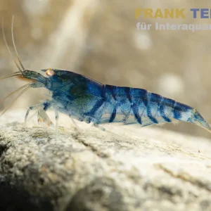 Finale Aktion Eisblaue Tigergarnele Golden Eye, Caridina mariae